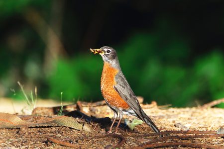 American_Robin_insects_Merles_damerique_insectes