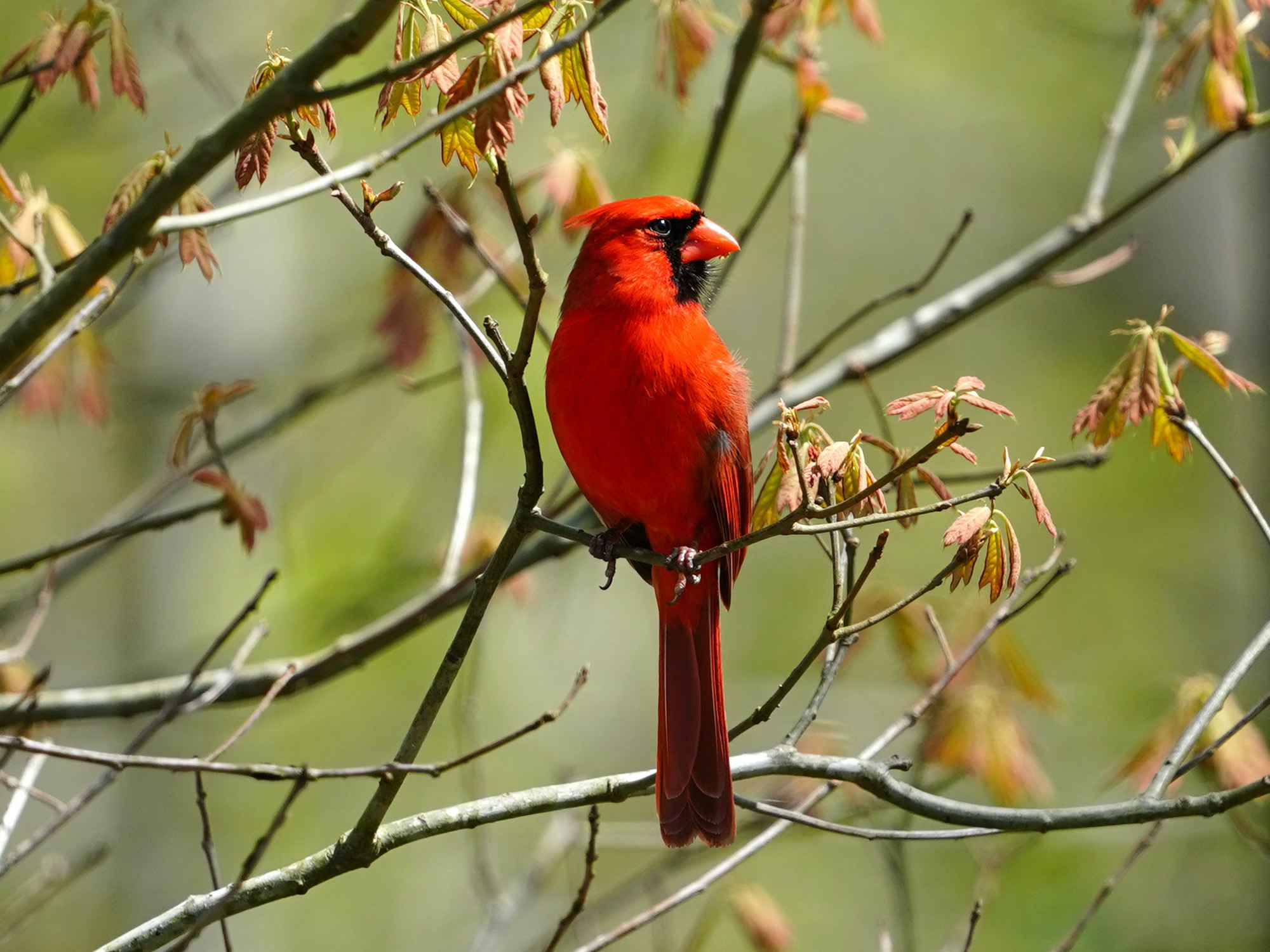 Northern Cardinal - Billu