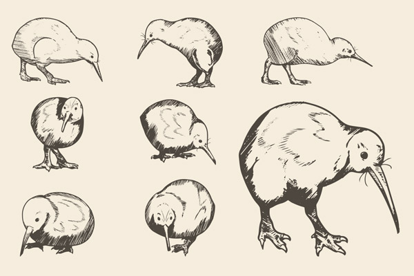 How to Draw a Kiwi Bird - HelloArtsy