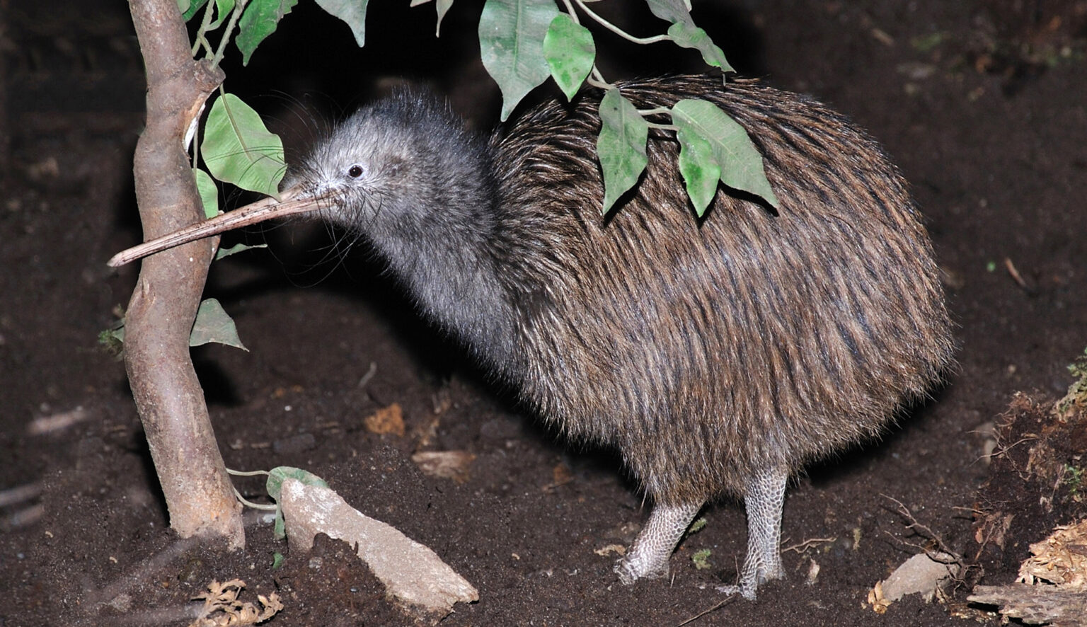 Kiwi Bird - Billu