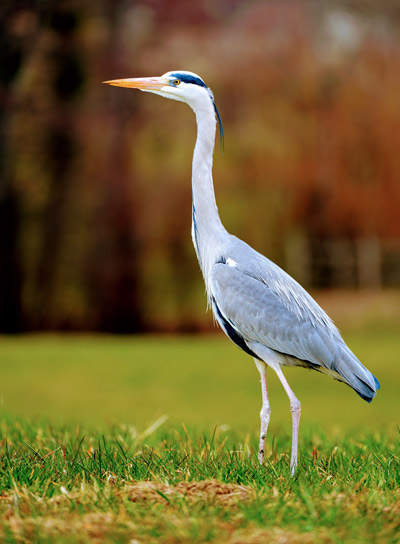 Great White Egret Facts, Habitat, Diet, Pictures