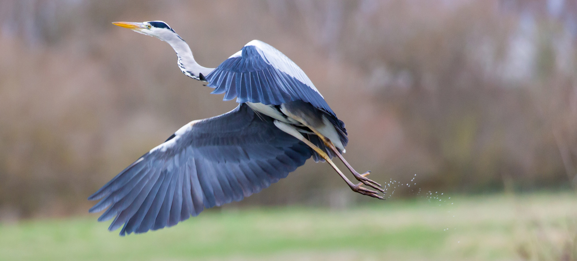 Great Blue Heron - Billu