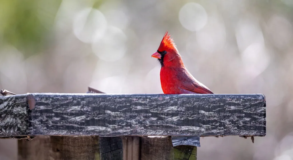 Food to attracts cardinal aliments pour cardinal rouge