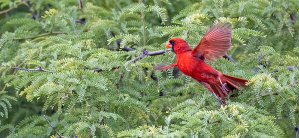 Quels aliments pour attirer le cardinal rouge ? - Billu