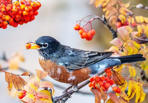 Robin_merles_d'amerique_berries_fruits_baies