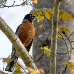 American Robin Birds