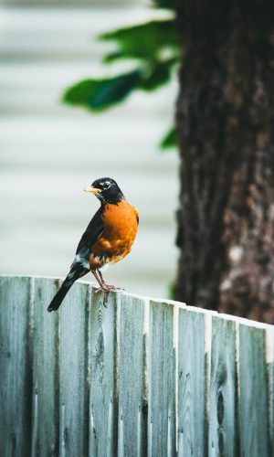 robin bird fence tree